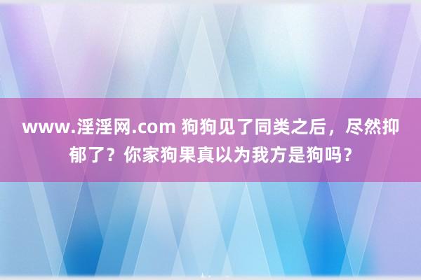 www.淫淫网.com 狗狗见了同类之后，尽然抑郁了？你家狗果真以为我方是狗吗？